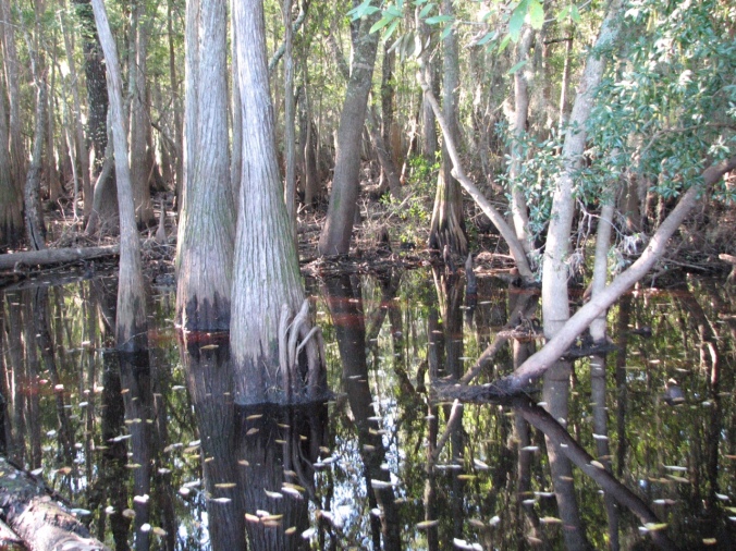 Swamp at Suwannee Sill
